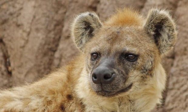 Rasti i parë në botë/ Dy hiena në kopshtin zoologjik të Denverit, pozitive me Covid-19