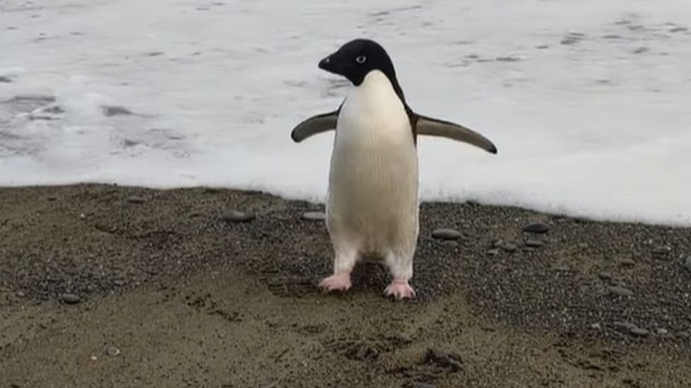 Pinguini i rrallë i Antarktikut udhëton 3000 km deri në Zelandën e Re