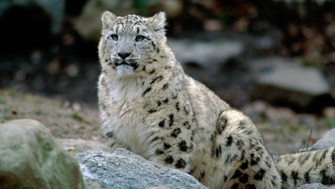 Covid-19 u merr jetën tre leopardëve të dëborës në kopshtin zoologjik të Nebraskës