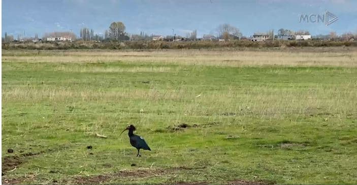 Kojliku i Zi Kokëkuq, zogu i rrallë që kthehet në Ballkan për herë të parë pas 300 vjetësh