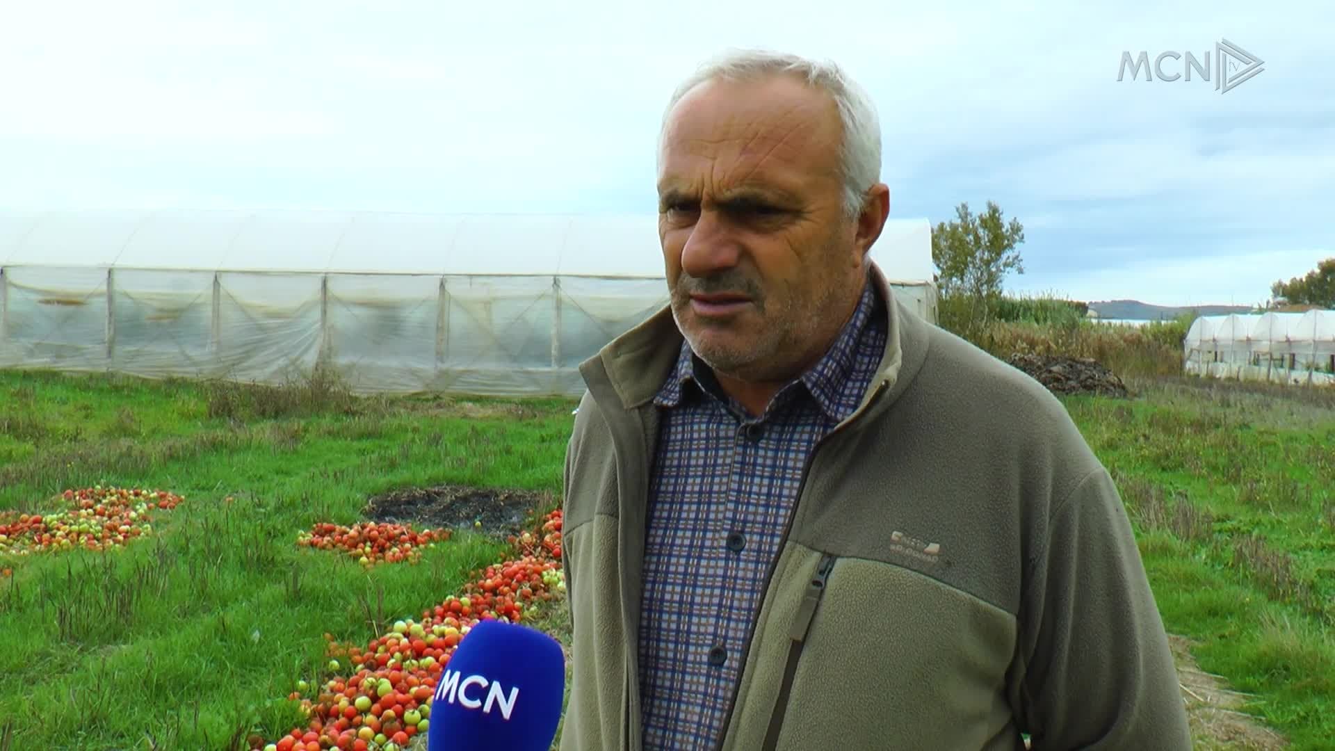 Mbetet pa shitur domatja e sezonit (VIDEO)