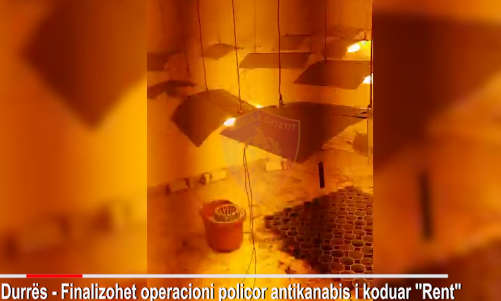 Përdorte apartamentin për kultivimin e kanabisit/ Shpallet në kërkim qiraxhiu në Durrës