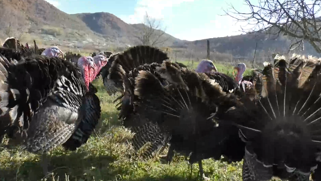 Sëmundja po ngordh gjelat e detit (VIDEO)