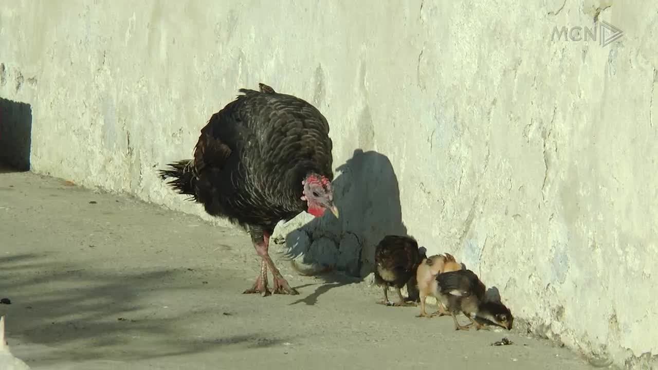 “Fshati pa pula” (VIDEO)