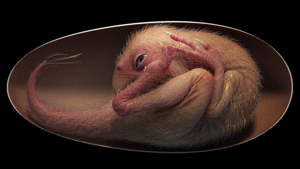 I ruajtur në mënyrë perfekte, zbulohet në Kinë embrioni i një dinosauri