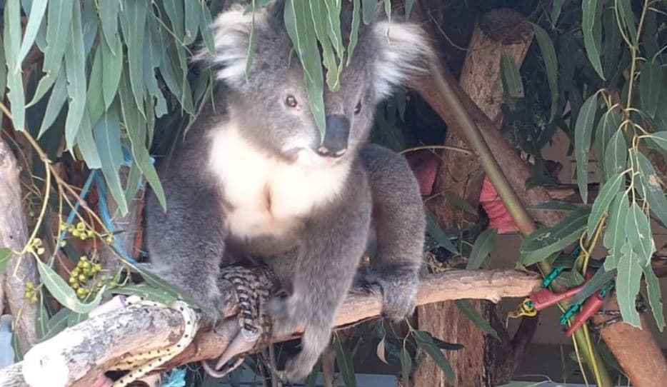 “Masakra e koalave”/ Autoritetet australiane ngrenë mbi 250 akuza për mizori ndaj kafshëve