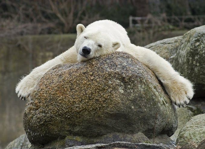 Ngordh ariu i fundit polar në kopshtin zoologjik të Berlinit