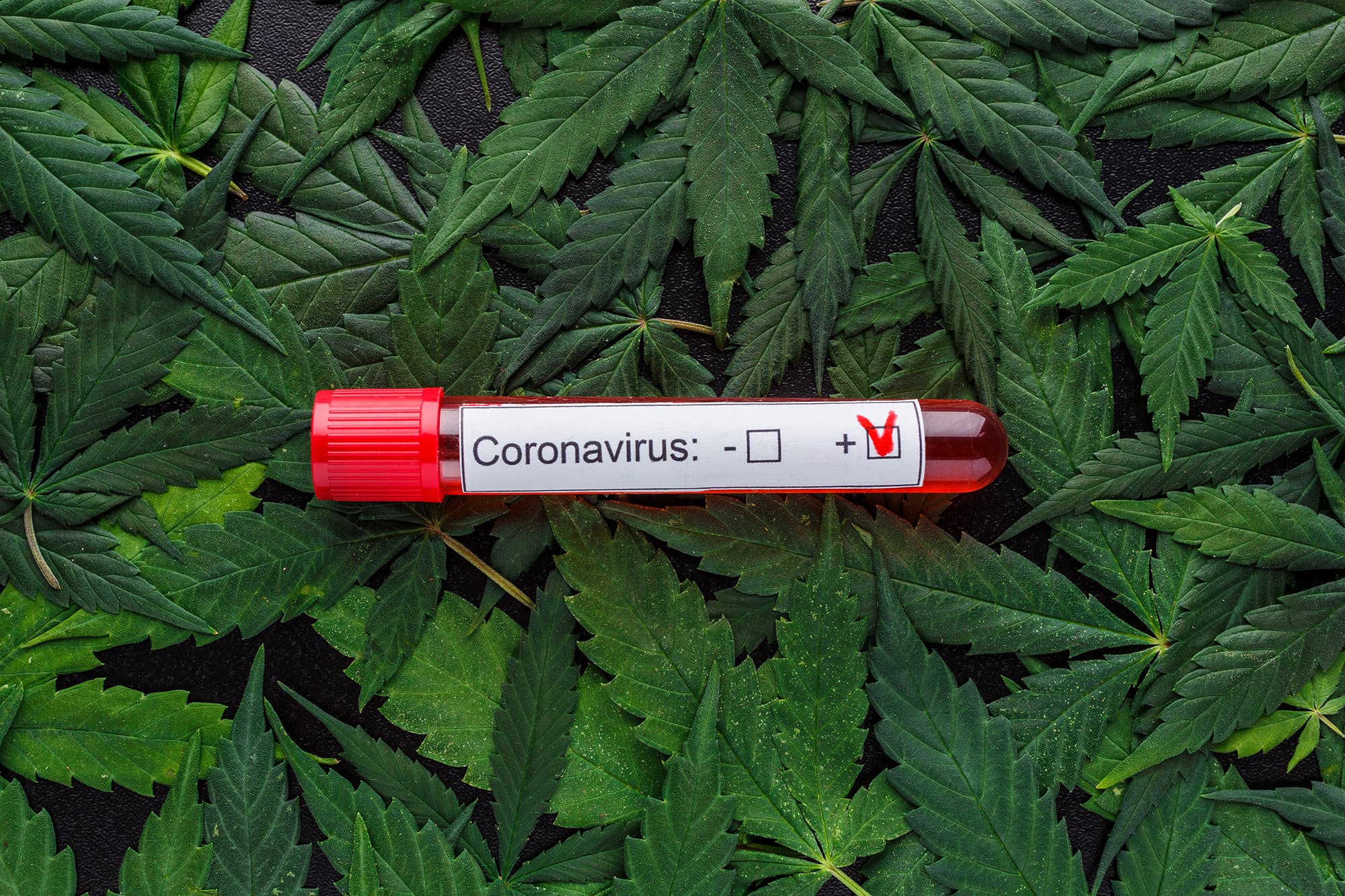 Studimi: Canabis sativa parandalon infektimet me Covid