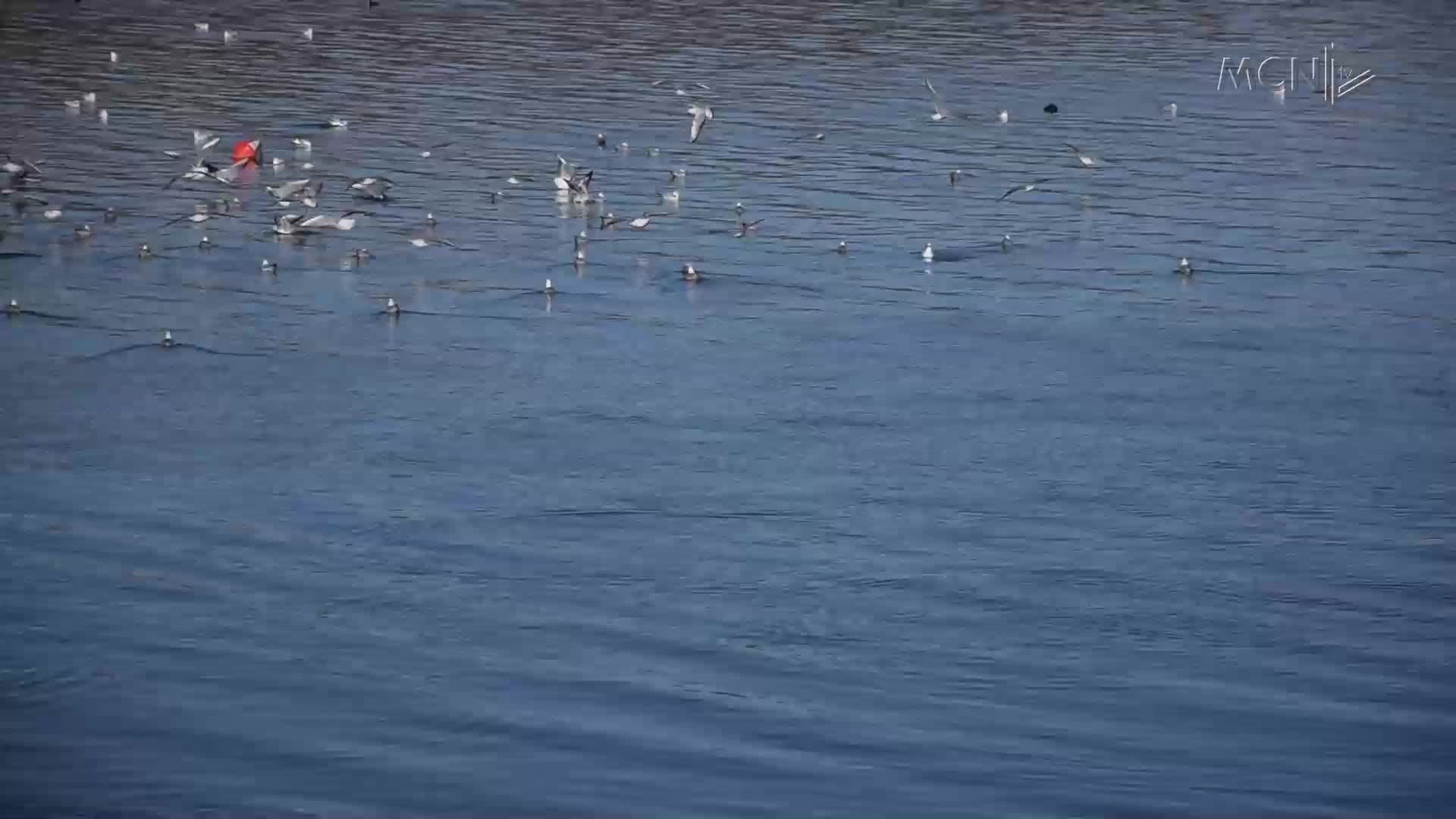 Censusi i shpendëve në Prespë (VIDEO)
