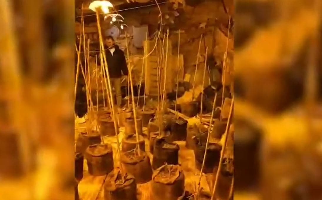Emrat/ Përshtatën magazinën për kultivim kanabisi, arrestohen 2 persona, 2 të tjerë në kërkim