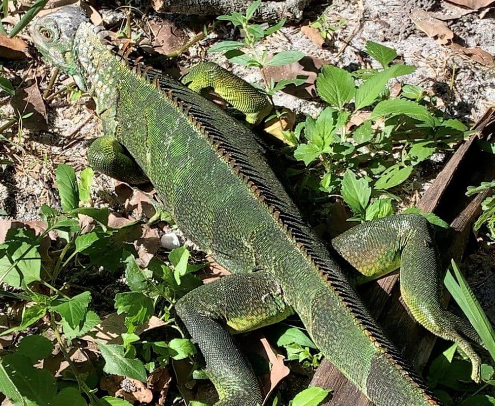 Foto/ I ftohti godet Floridën, iguanat e ngrira bien nga pemët