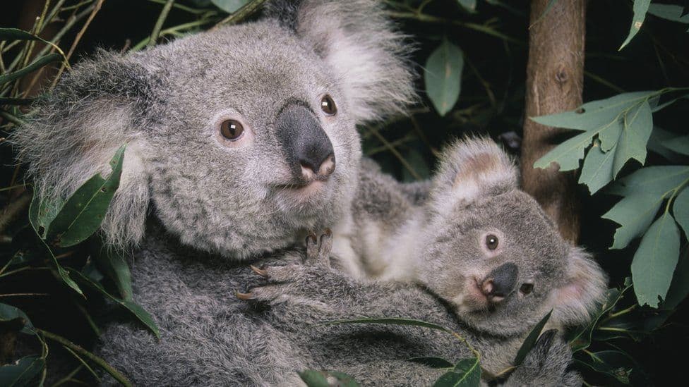 Australia klasifikon koalat specie të rrezikuara