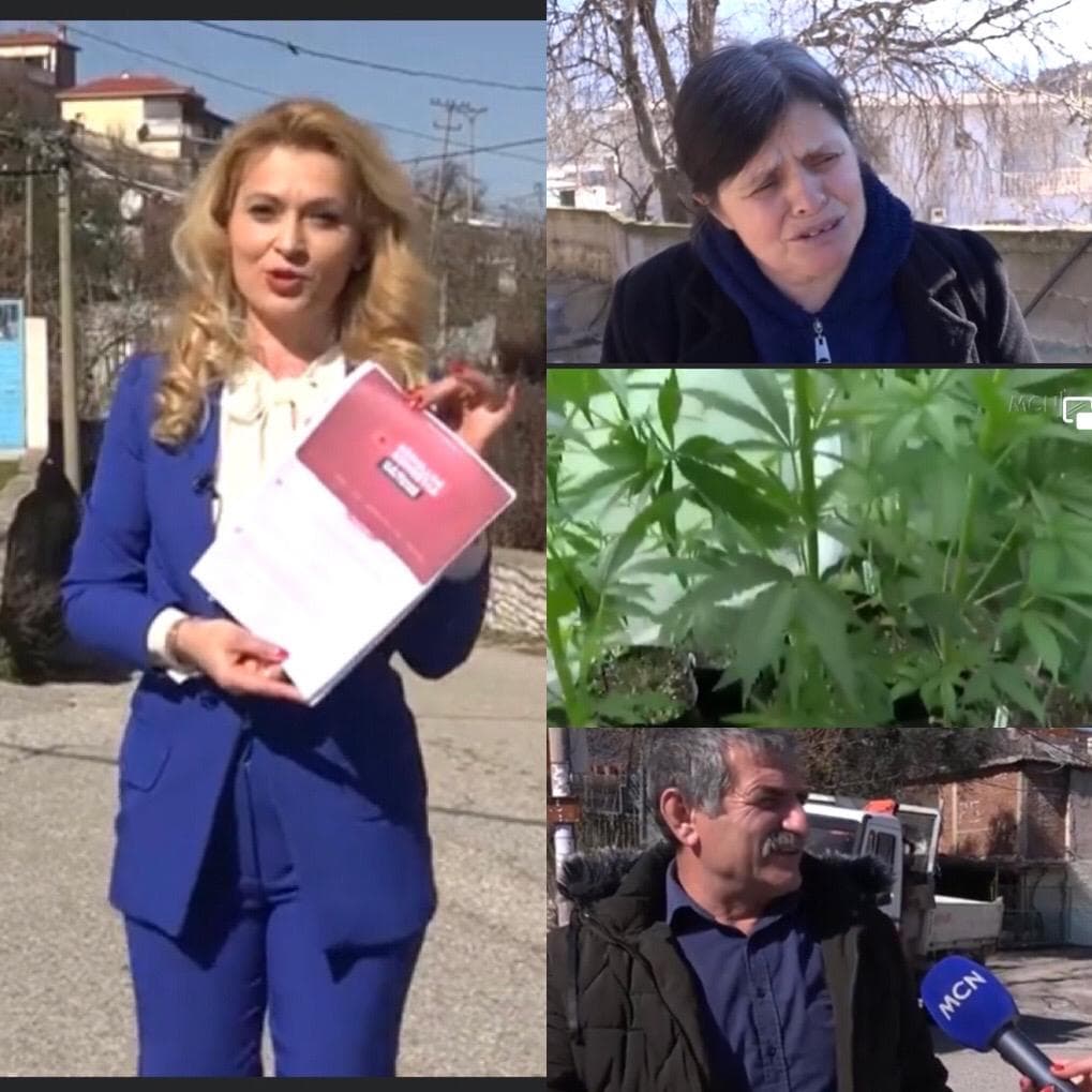 SPECIALE/ A do t’i thotë Lazarati po kanabisit mjekësor? (VIDEO)