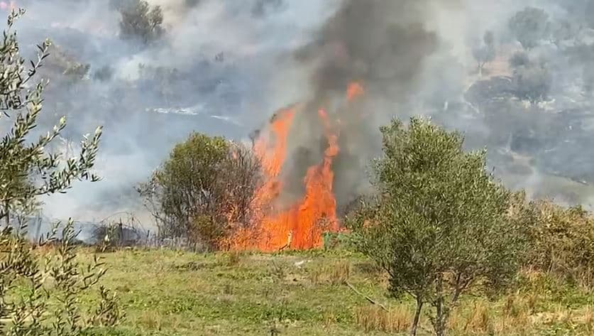 Video/ Riaktivizohet zjarri në Panaja në Vlorë, digjen dhjetëra rrënjë ullinj