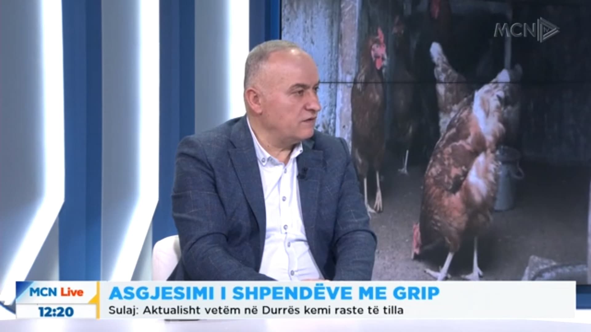Ngordhja e pulave/ Sulaj: Masë emergjente asgjësimi i tyre, në të kundërtën përhapje në vatra të tjera (VIDEO)
