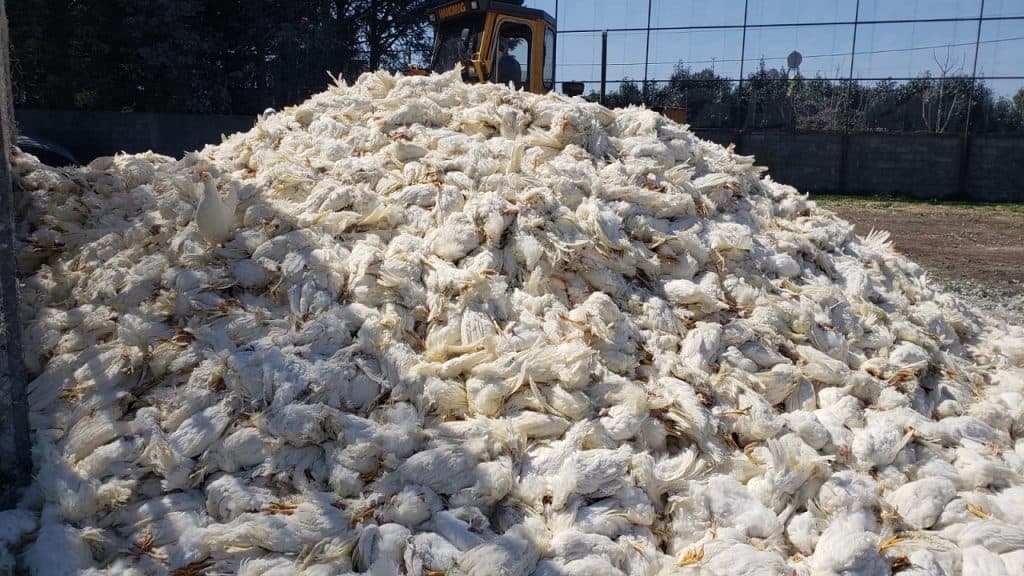 Tre zona në karantinë nga gripi i shpendëve, Ministria e Bujqësisë nxjerr shifrat e ngordhjeve