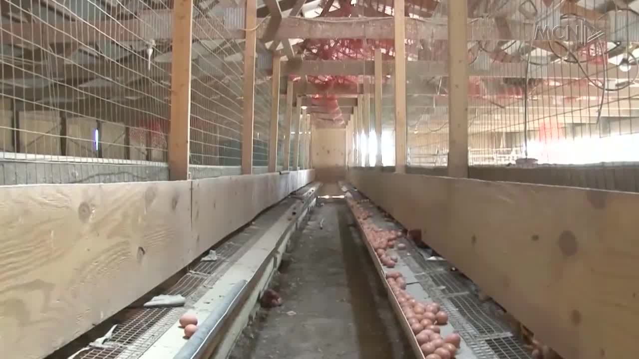 Virusi H5N1 prek SHBA-në (VIDEO)