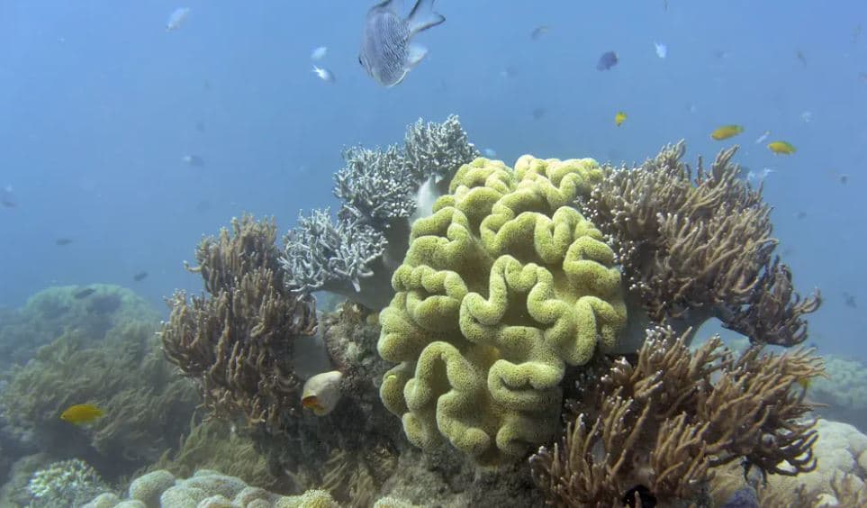 Peshqit në shkëmbinj nënujorë të Australisë po humbasin ngjyrën e tyre