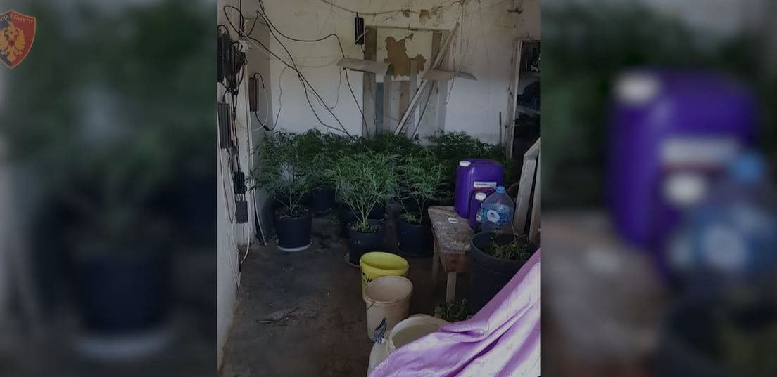 Video/ Zbulohen 'shtëpi bari' në Durrës, arrestohen dy persona, një tjetër në kërkim