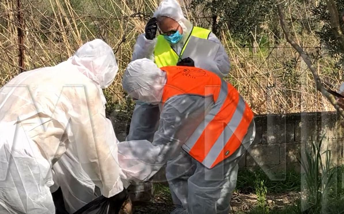 Video/ Gripi i shpendëve në Vlorë, asgjësim dhe karantinim i zonës