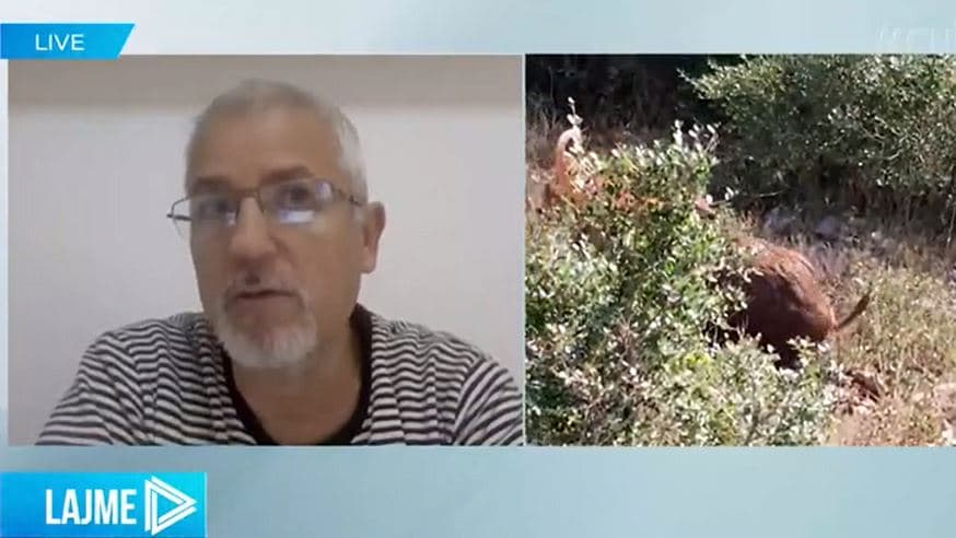 Bino: Zgjatja e moratoriumit të gjuetisë s’jep efekt, shteti nuk ka kontroll mbi territorin