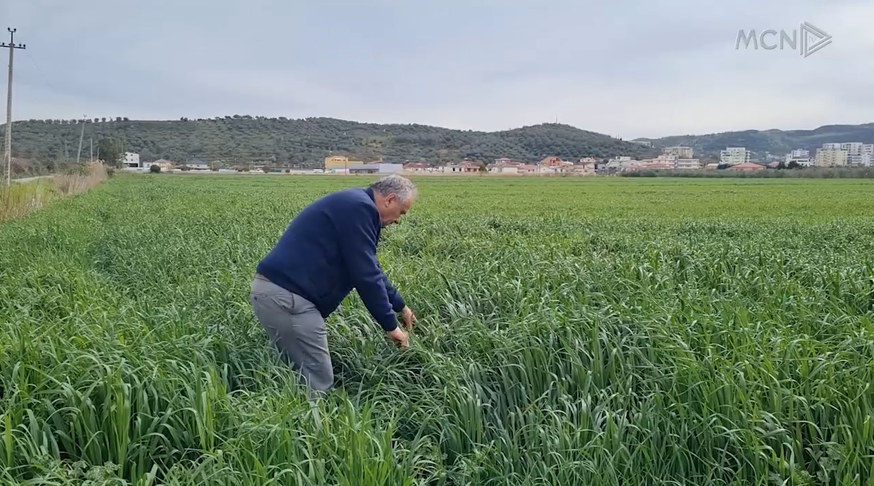 Gruri i sezonit pa kimikate (VIDEO)                       