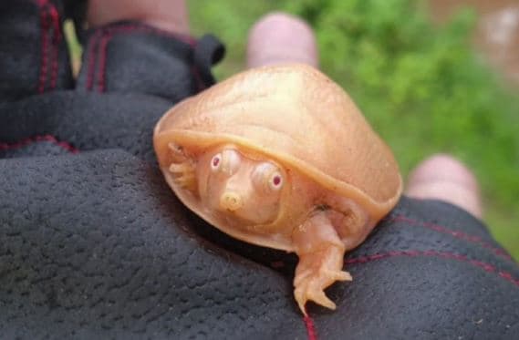 Foto/ Zbulohet në Indi breshka e rrallë dhe e vogël albino