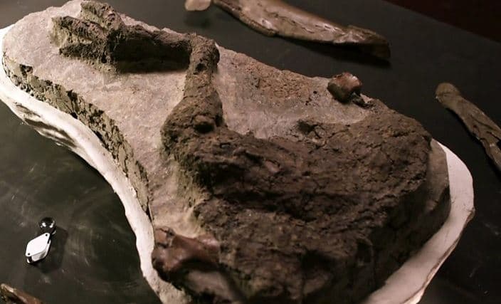 Gjendet fosili i dinozaurit të goditur nga asteroidi