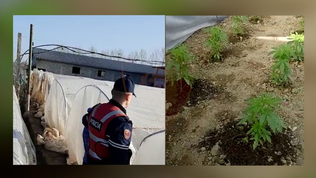 “Thumana” zbulon 10 sera ku kultivohej kanabis, dy persona në pranga/ Emrat