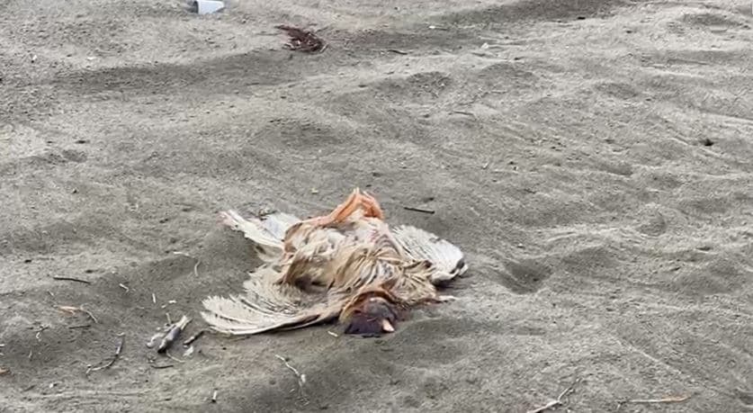 Video/ Mbulohet nga pulat e ngordhura bregdeti i Ranës së Hedhun në Shëngjin
