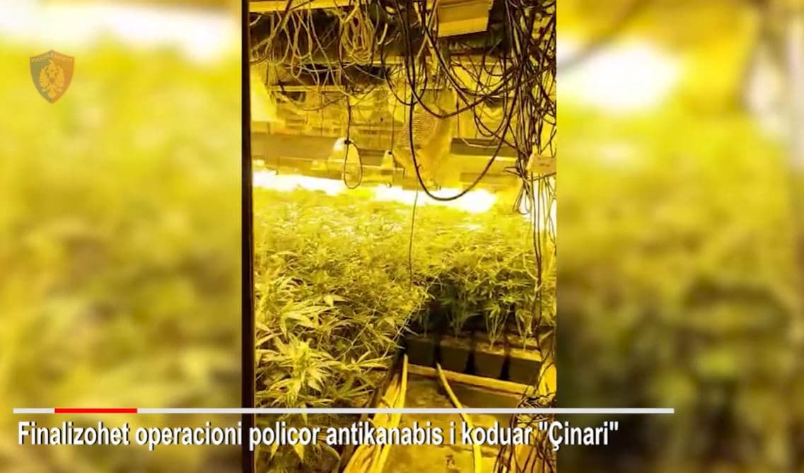 Zbulohet magazina e kanabisit/ Arrestohen dy persona, në kërkim pronari dhe dy të tjerë