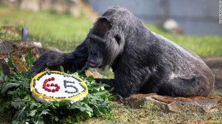 Fatou, gorilla më e vjetër në botë feston 65 vjetorin