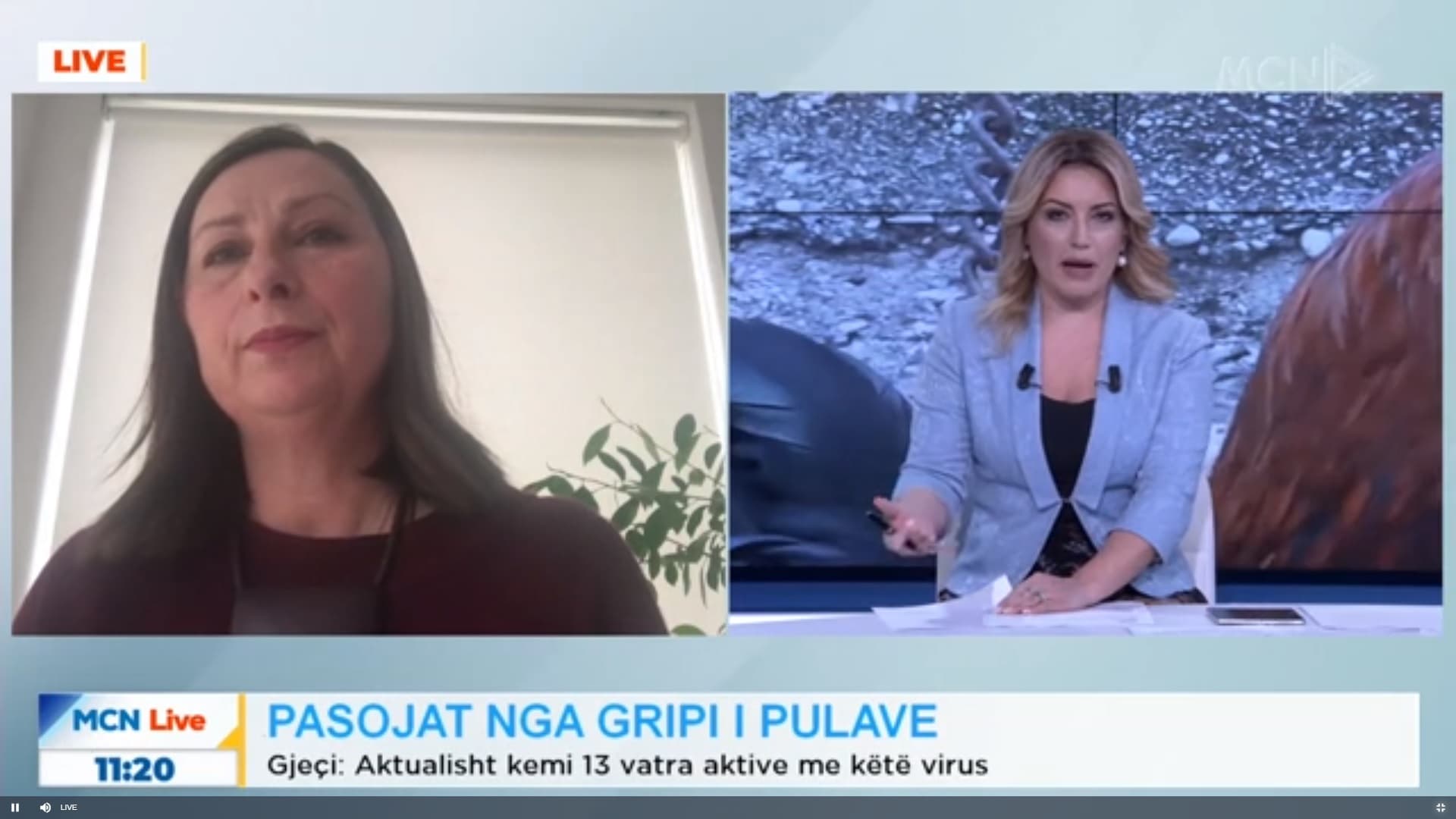 Pasojat nga gripi i pulës/ Gjeçi: Deri tani 637 mijë shpendë të ngordhur, aktualisht 13 vatra aktive (VIDEO)