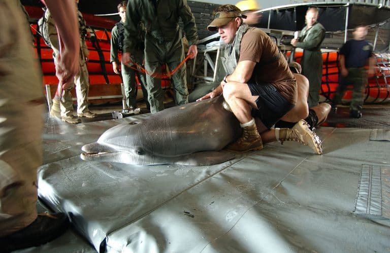 Rusia vendos delfinë për të mbrojtur flotën e saj në Detin e Zi