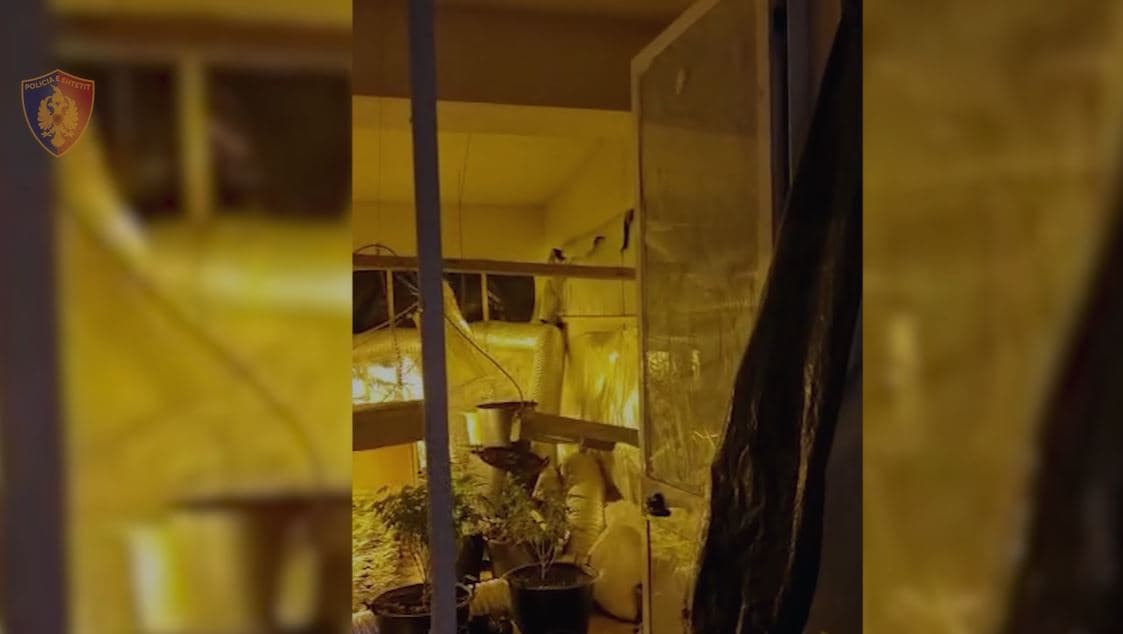 Kultivonin kanabis në banesë me anë të llambave, në pranga 6 persona