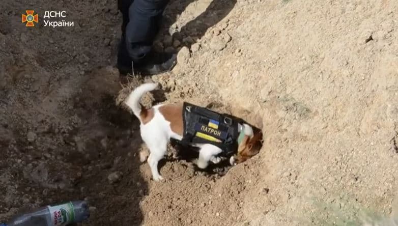 Qeni 'hero' ndihmon në zbulimin e më shumë  se 262 eksplozivëve në Ukrainë