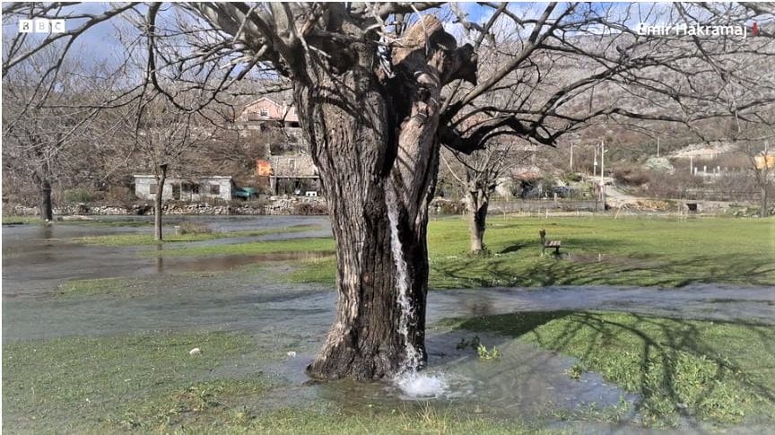 BBC: Pse uji rrjedh nga një pemë në Mal të Zi?