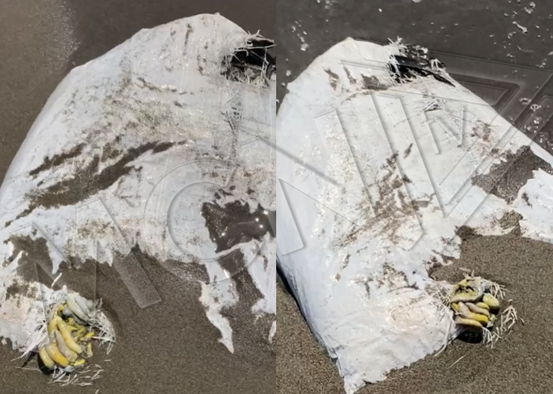 Gjenden pula të ngordhura në bregdetin e Ranës së Hedhur