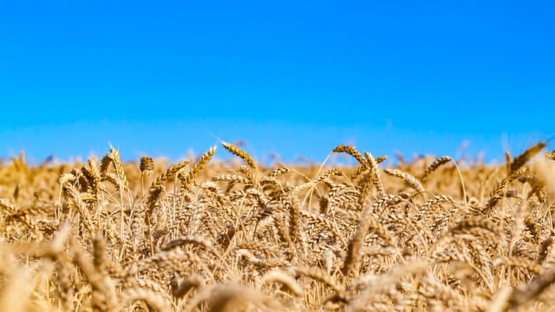 BE: Ka prova se Rusia po vjedh grurin ukrainas