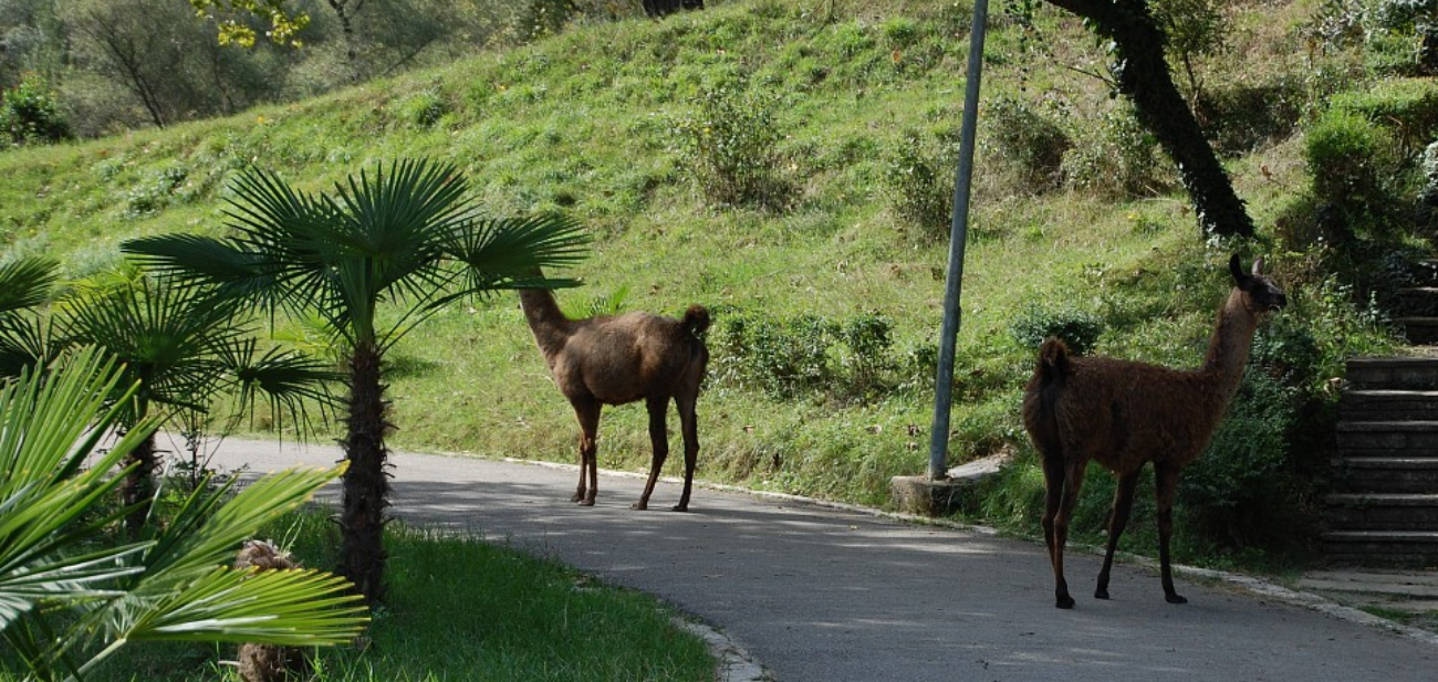 Hapet nesër Kopshti i ri Zoologjik, ndryshon drejtimi i lëvizjes së automjeteve te 'Liqeni i Thatë