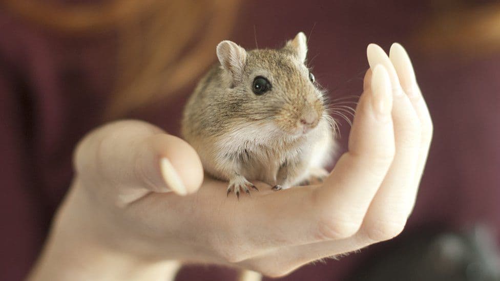 Pacientët me linë e majmunit duhet të shmangin kontaktin me kafshët shtëpiake