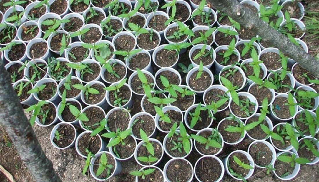 Gati për mbjellje kubikët me kanabis, arrestohet 29-vjeçari në Përmet