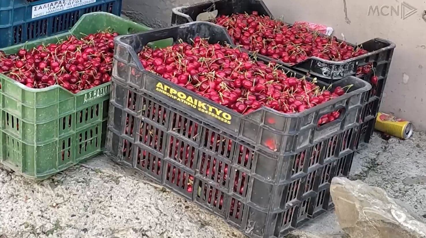 “Qershi dhe dashuri” pa treg në Elbasan/ Fermerët: S’ka ndihmë nga shteti, mungon tregu dhe punëtorët (VIDEO)