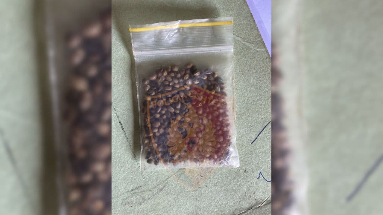 Tregtonin fara kanabisi, arrestohen dy 21-vjeçarë në Durrës