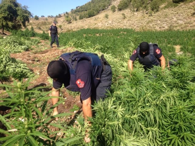 Favorizuan kultivimin e kanabisit, arrestohen 4 policë në Velipojë/ Emrat