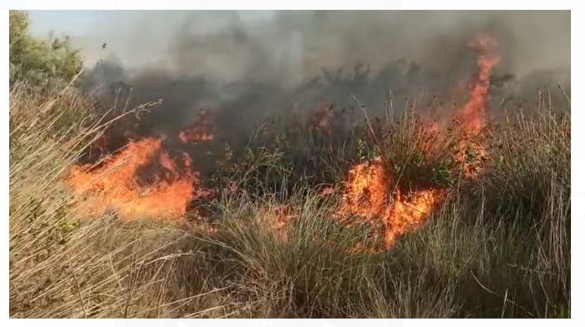 Zjarr në kënetën e Tales (VIDEO)