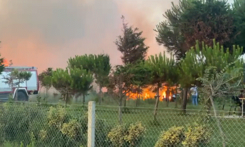 Digjet një sipërfaqe me shkurre në Tale, rrezikohet një biznes