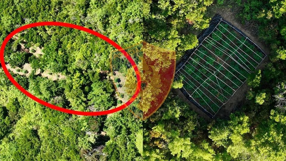 Kontroll me dron në Lezhë, zbulohet kanabis i mbjellë në pyje/ Shpallet në kërkim 27-vjeçari