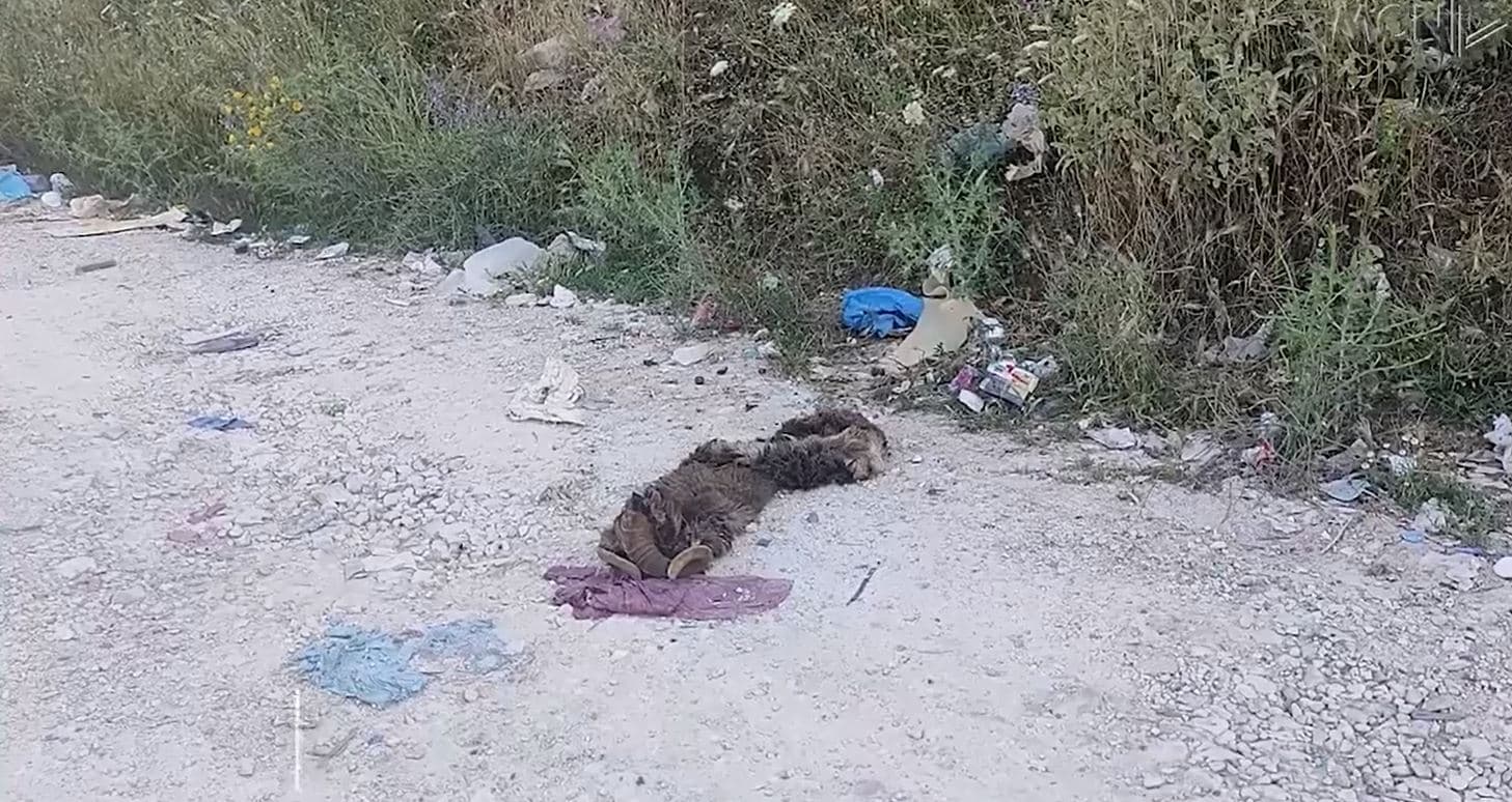 Mbetjet shtazore alarmojnë banorët e Zinxhiras në Gjirokastër, qytetarët: Jemi ankuar, askush nuk na dëgjon! (VIDEO)