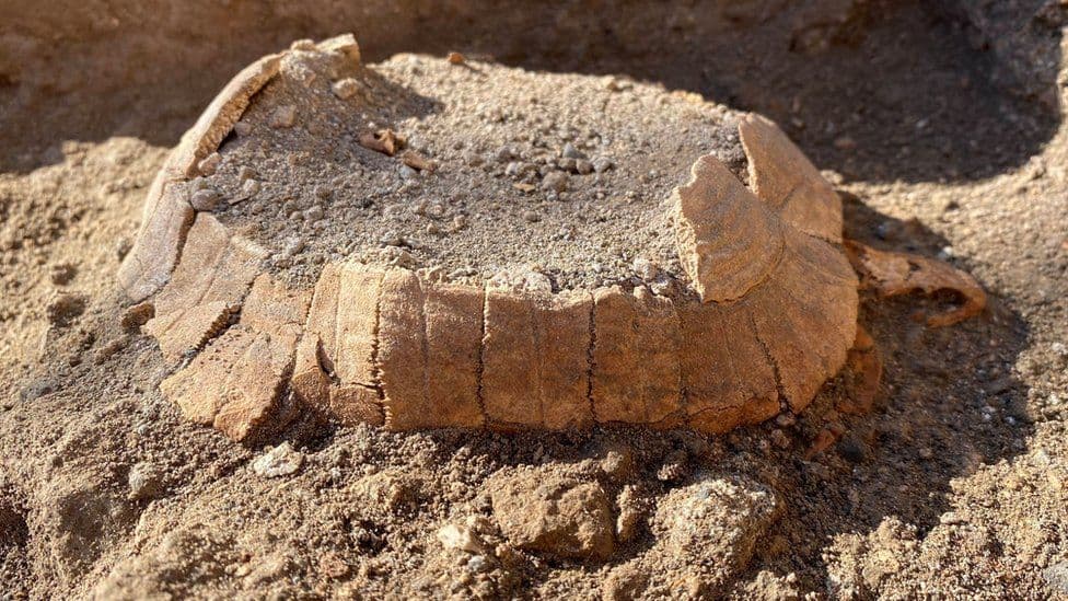 Gjenden mbetjet e një breshke të lashtë shtatzënë